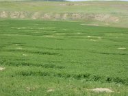 Alfalfa Destruction - Copy.jpg