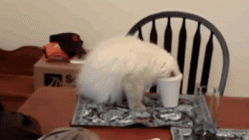 1710773670367.gif