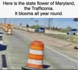 IMG_6571.jpeg