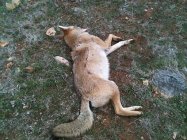 (R)2nd yote 11-20-11 013.jpg