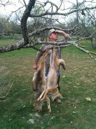 (R) 2nd yote 11-20-11 017.jpg