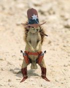 squirrel2.jpg