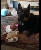 Screenshot_20240406-182111.jpg Screenshot_20240406-182111.jpg