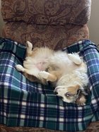 pup.jpg