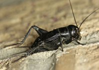 IMG_0456.jpeg