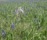 rock&camas.jpg