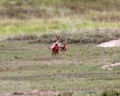 IMG_1063.jpeg
