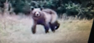 big bear44.jpg