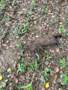 IMG_6055.jpeg