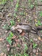 IMG_6054.jpeg