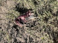 IMG_0532.jpeg