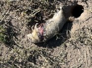 IMG_0531.jpeg