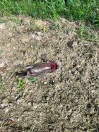 IMG_6133.jpeg
