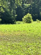 IMG_6130.jpeg