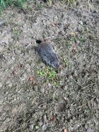 IMG_6134.jpeg