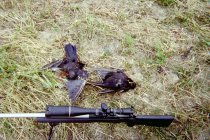 IMG01.JPG