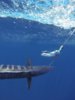 Wahoo cowbell lure redrum charters -cabo.jpg
