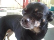 #0 Skeptical Chihuahua.jpg