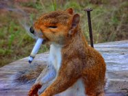 City_squirrel.jpg