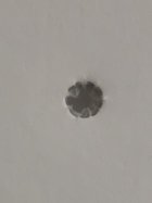 IMG_6689.jpeg
