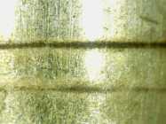 banding_close.png