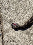 IMG_1388.jpeg