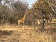 IMG_1083.jpeg