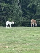 IMG_4231.jpeg