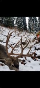 Deer 1051 yds.jpg