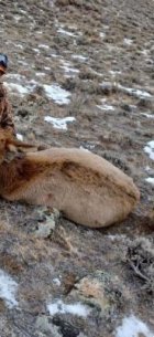 Elk 876 Yds.jpg