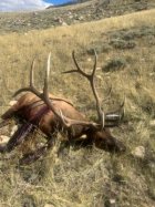 Elk 52.7 yds.jpg