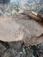 Elk 654 yds shot.jpg