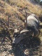Deer 527 Yds.jpg