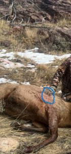 Elk 2022 524 yds copy.jpg