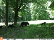 Triplets.....jpg