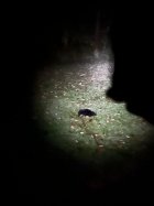 IMG_4034.jpeg