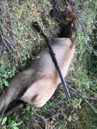 deans-elk-2024.jpg