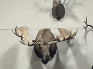 IMG_2151.jpeg
