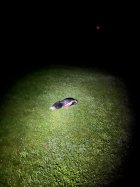 IMG_4063.jpeg