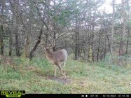 trailcam lamotte.jpg