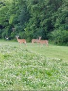 IMG_1199.jpeg