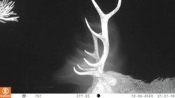Elk1.jpg