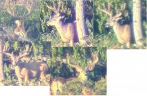 State section deer.jpeg