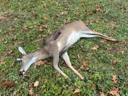 IMG_0270.jpeg