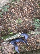 IMG_4525.jpeg