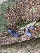 IMG_4527.jpeg