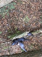 IMG_4526.jpeg