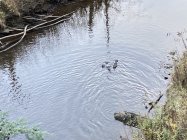 IMG_4533.jpeg