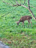 IMG_1638.jpeg
