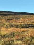 IMG_2048.jpeg